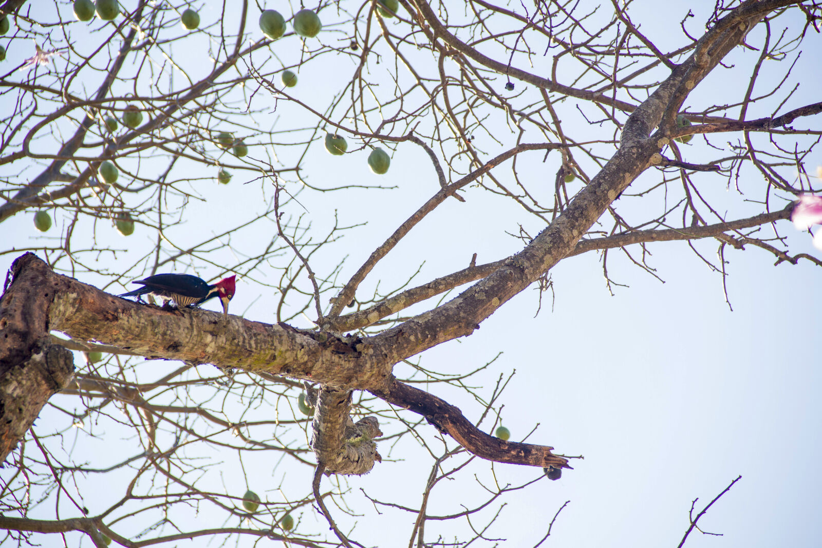 Canon EOS 7D sample photo. Bird, brazil, nature, woodpecker photography