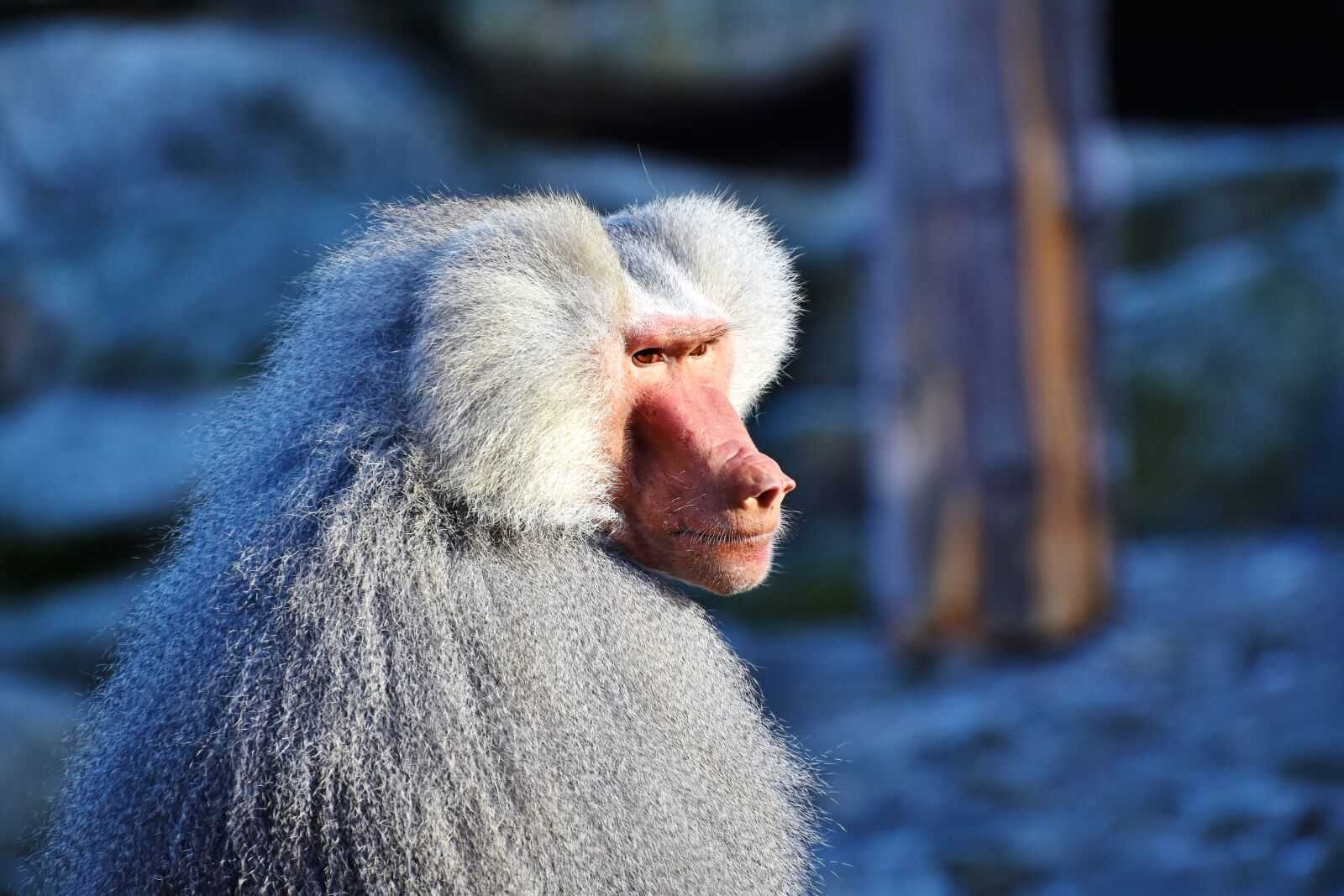 Nikon D7200 sample photo. Baboon, monkey, primate photography