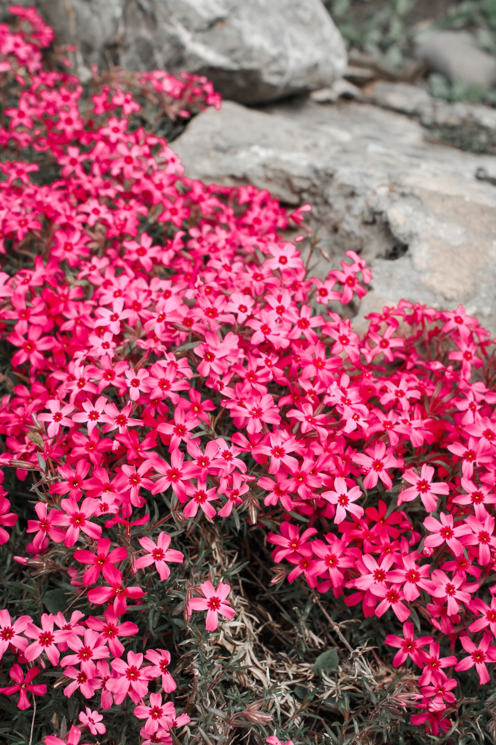 Canon EOS 2000D (EOS Rebel T7 / EOS Kiss X90 / EOS 1500D) sample photo. Spring, flowering, pink photography