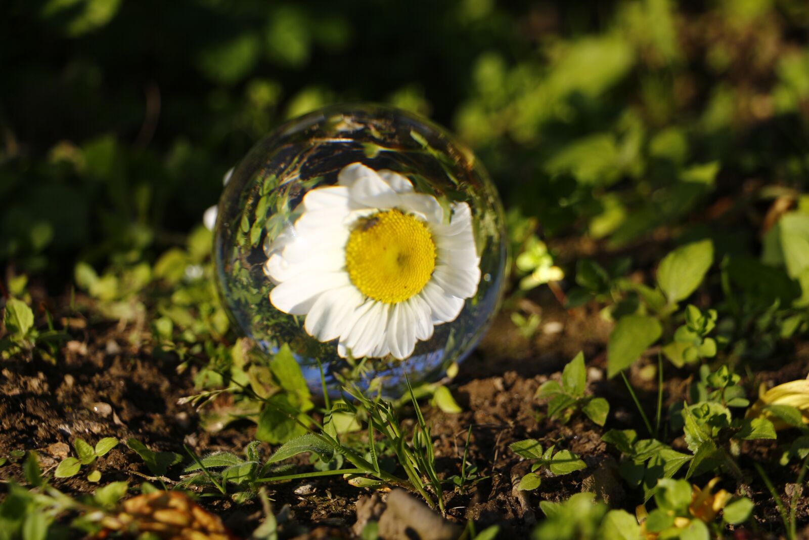 Canon EOS 700D (EOS Rebel T5i / EOS Kiss X7i) sample photo. Glass ball, macro, creative photography