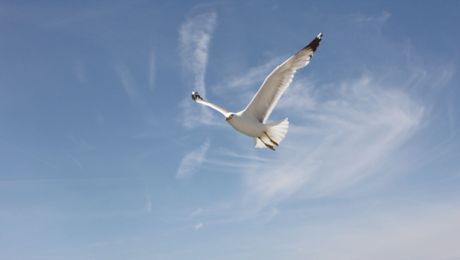 Canon EOS 450D (EOS Rebel XSi / EOS Kiss X2) sample photo. Blue sky, seagull, nature photography