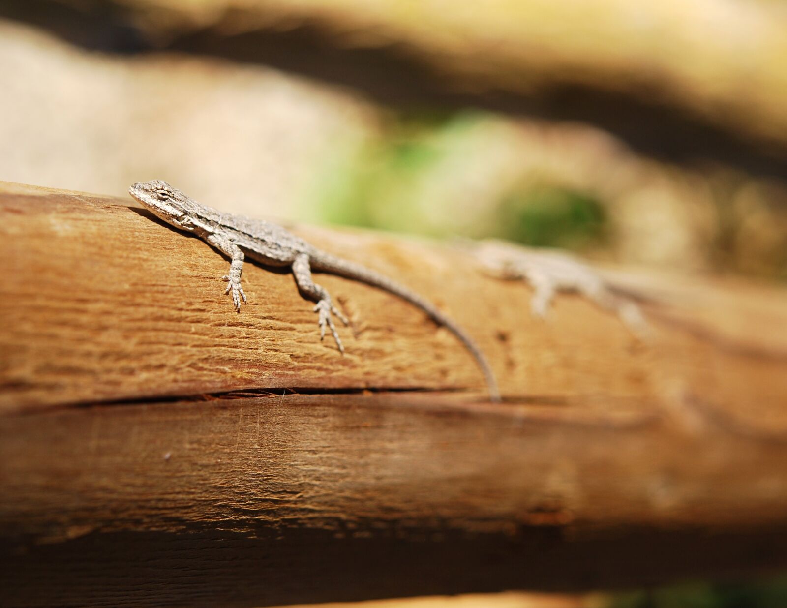 Nikon D40X sample photo. Lizard, nature, wildlife photography