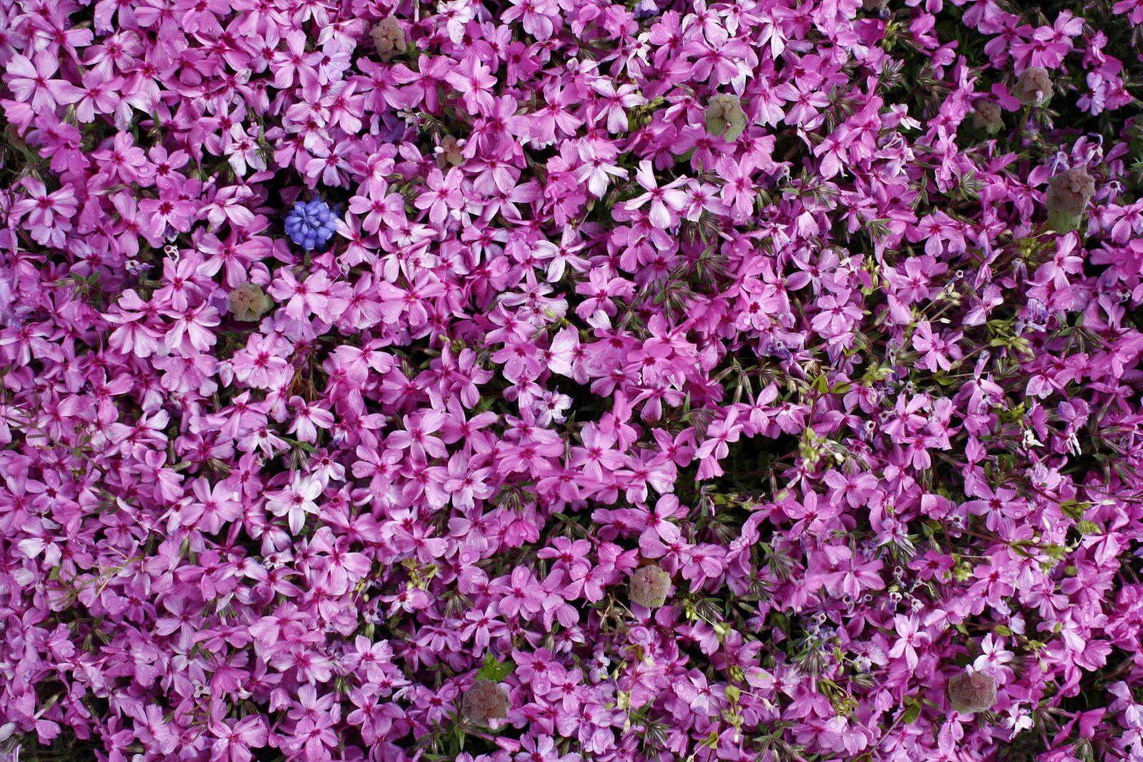 Canon EOS 1000D (EOS Digital Rebel XS / EOS Kiss F) sample photo. Flowers, nature, pink photography