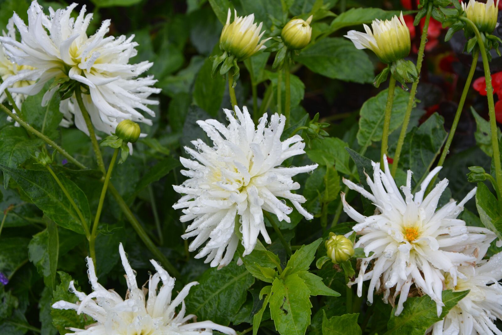 Nikon D5200 sample photo. White flowers, white petals photography