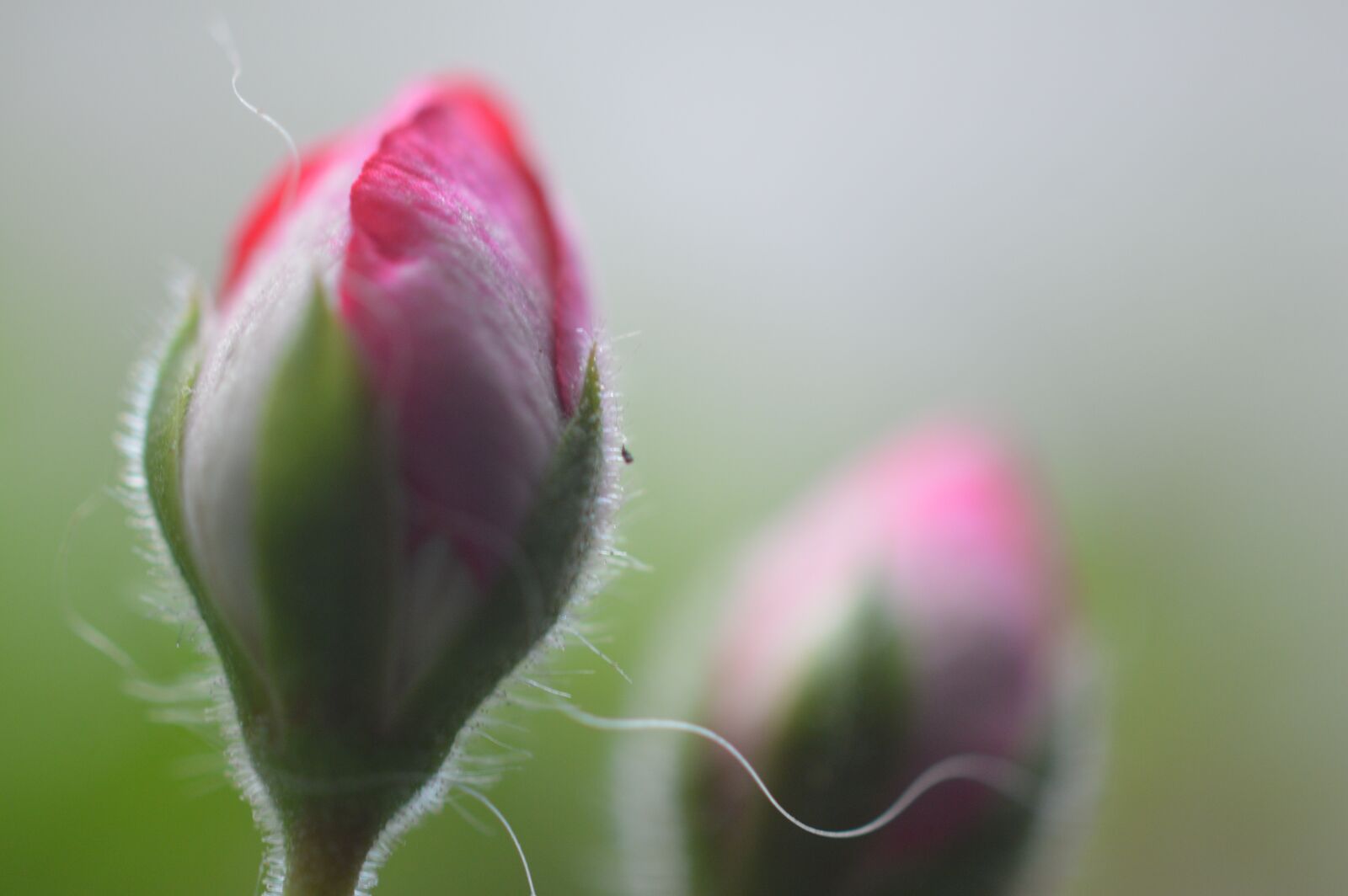 Nikon D3200 sample photo. Flowers, nature, rose photography