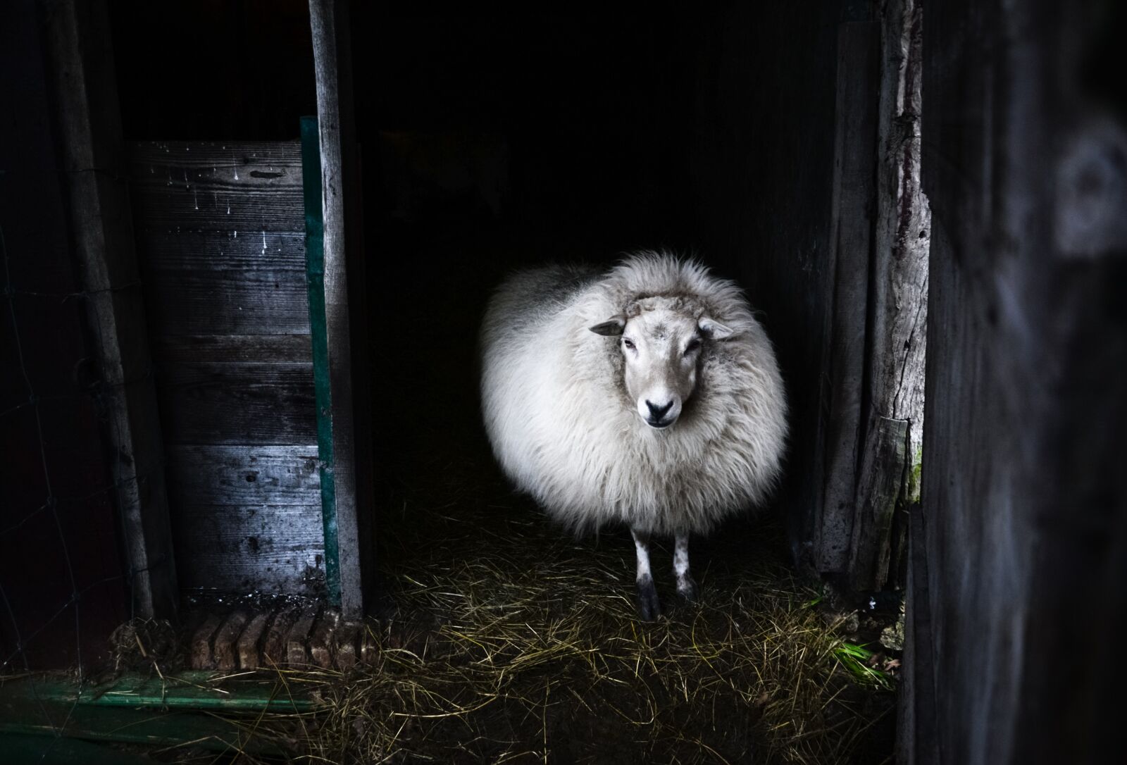 Nikon D610 sample photo. Mammal, sheep, white photography