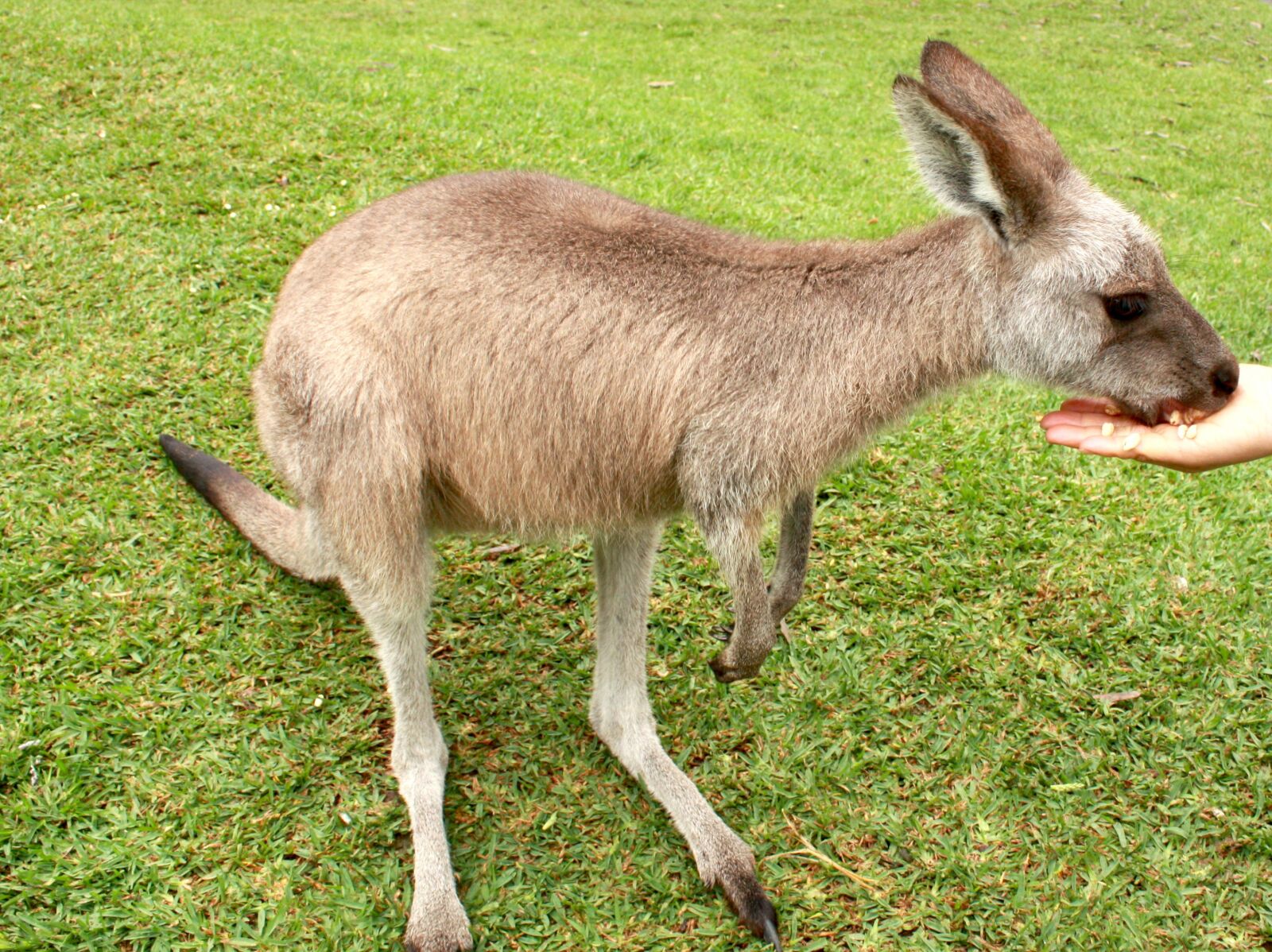 Canon EOS 450D (EOS Rebel XSi / EOS Kiss X2) sample photo. Kangaroo, grass, animal photography