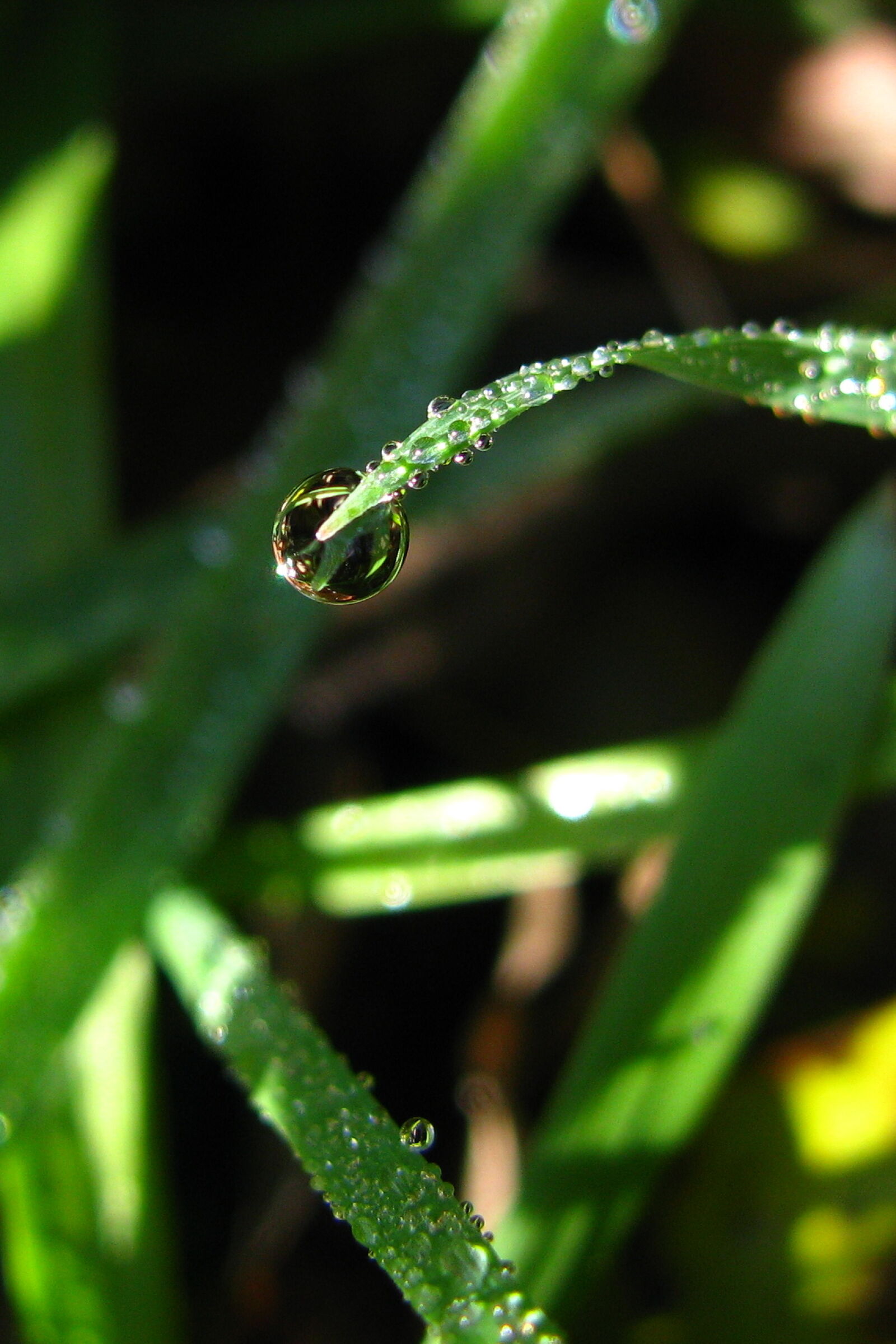 Canon POWERSHOT SX100 IS sample photo. Blade, of, grass, blur photography