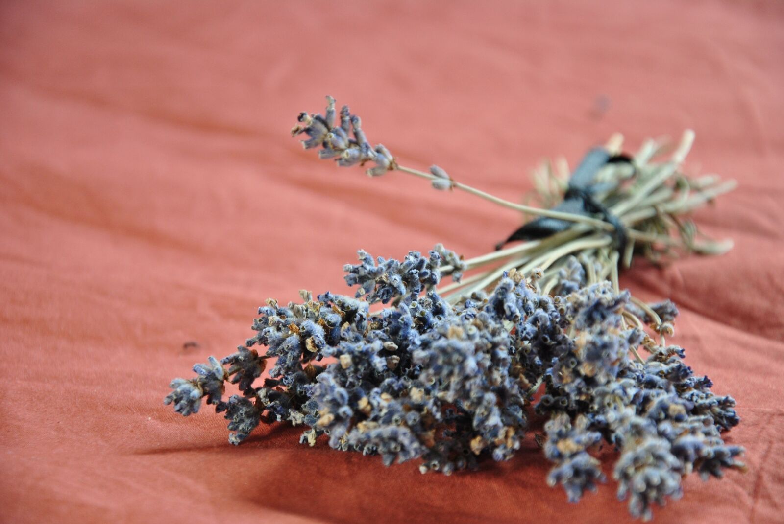 Nikon D3000 sample photo. Lavender, purple, rose photography