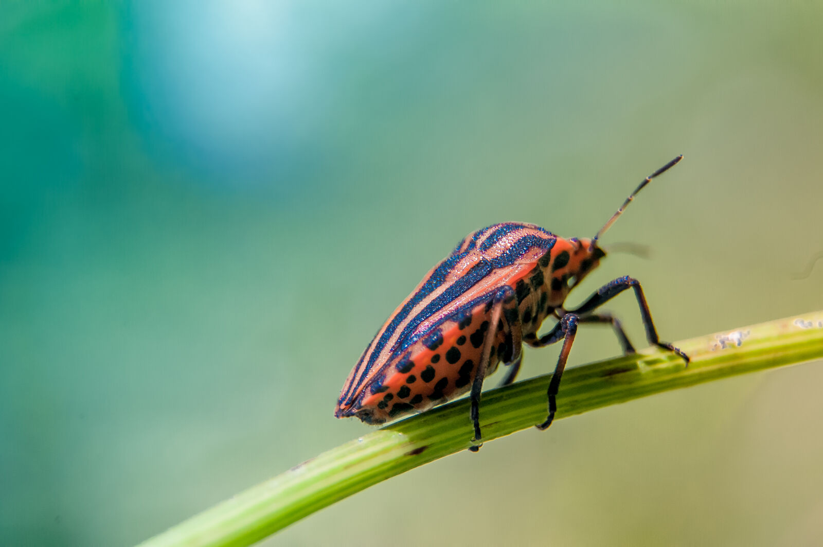 Nikon D300S sample photo. Orange, and, black, insect photography