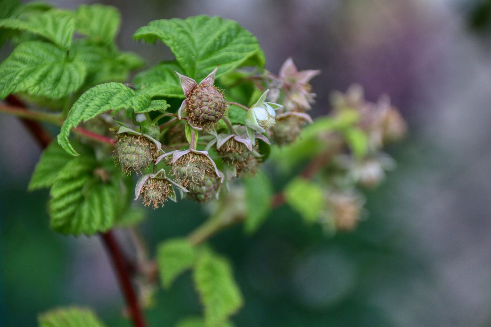 Canon EOS 80D sample photo. Blackberries, raspberries, fruit photography