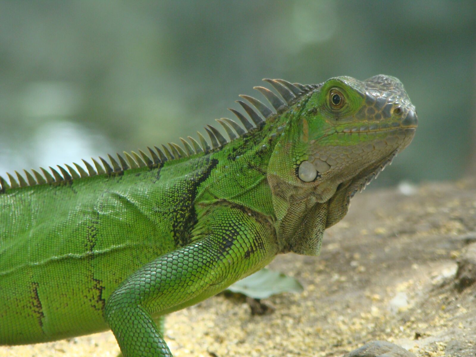 Sony DSC-H9 sample photo. Iguana, nature, reptile photography