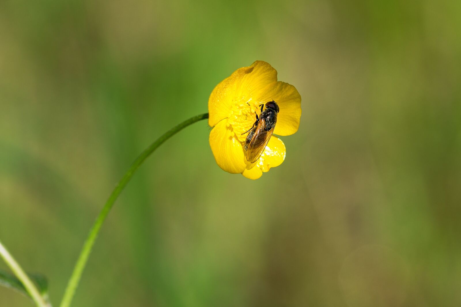 Nikon D7200 sample photo. Buttercup, wasp, insect photography