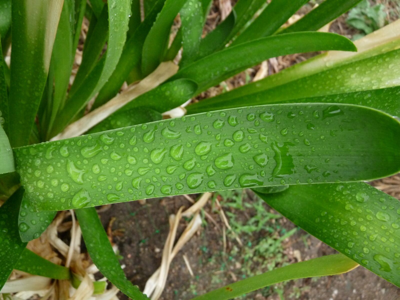 Panasonic Lumix DMC-FZ28 sample photo. Green, leaf, rain photography