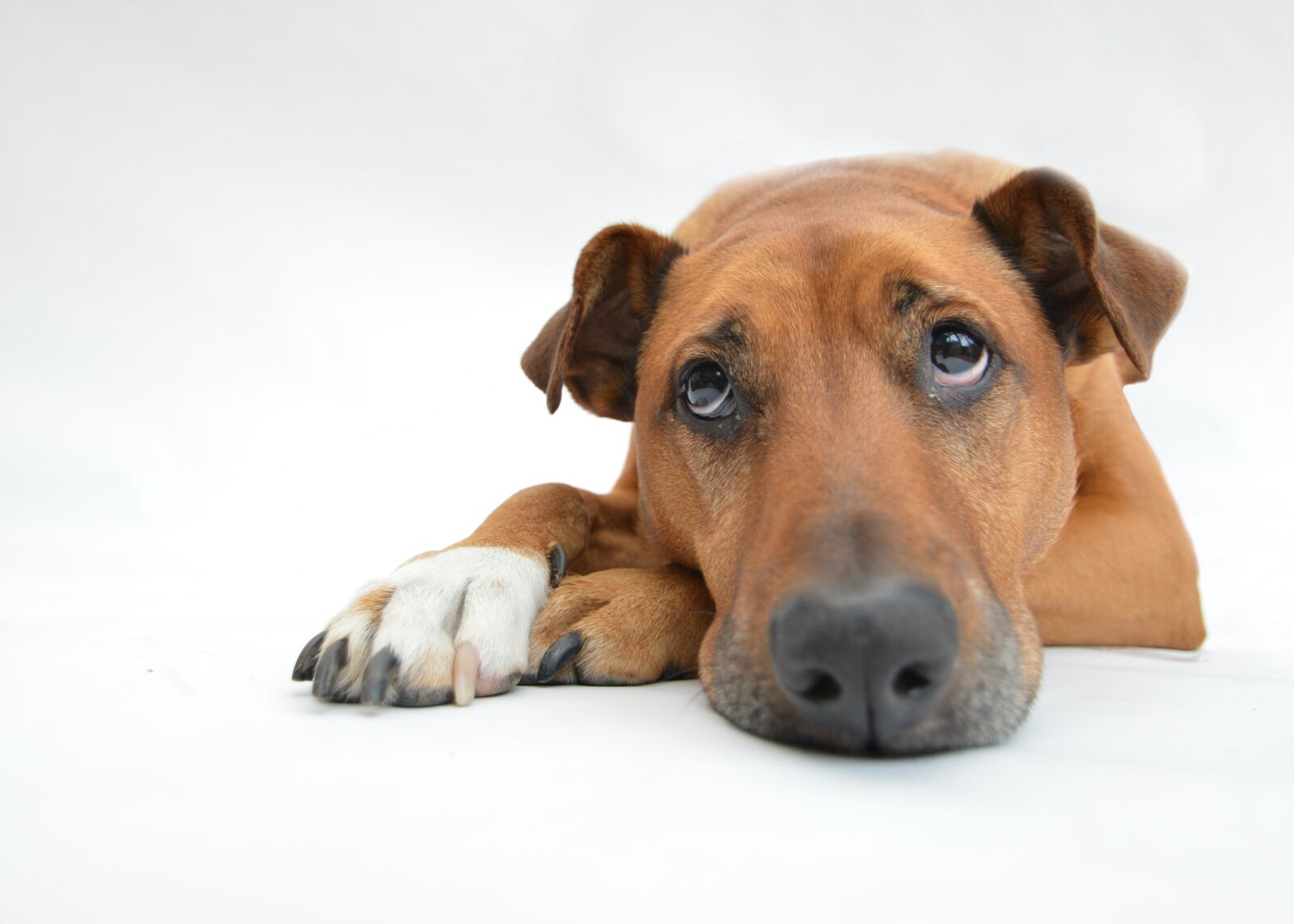 Nikon D3200 sample photo. Dogs, pensive, reluctant photography
