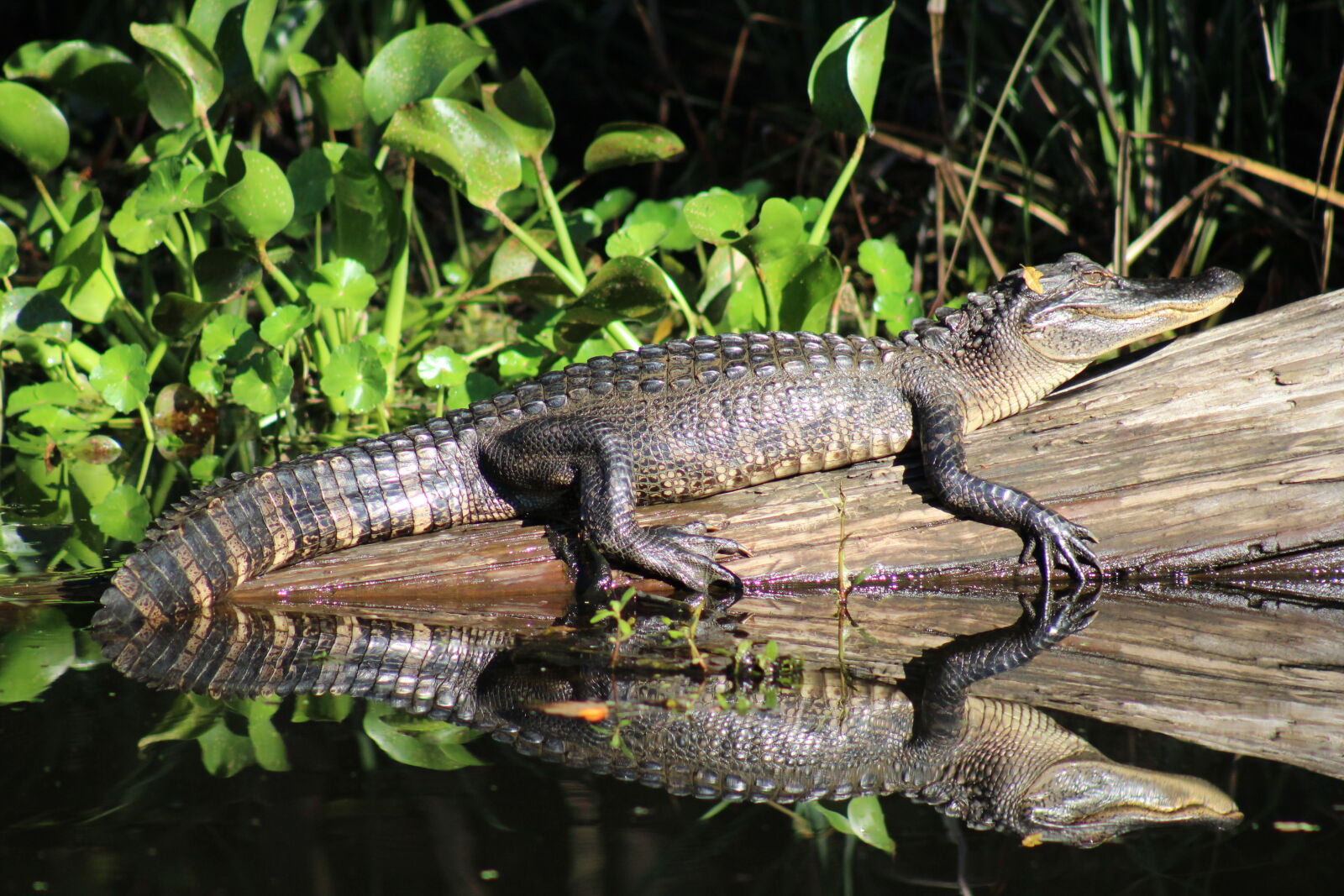 Canon EF 75-300mm f/4-5.6 sample photo. Alligator, animal, crocodile, reflection photography