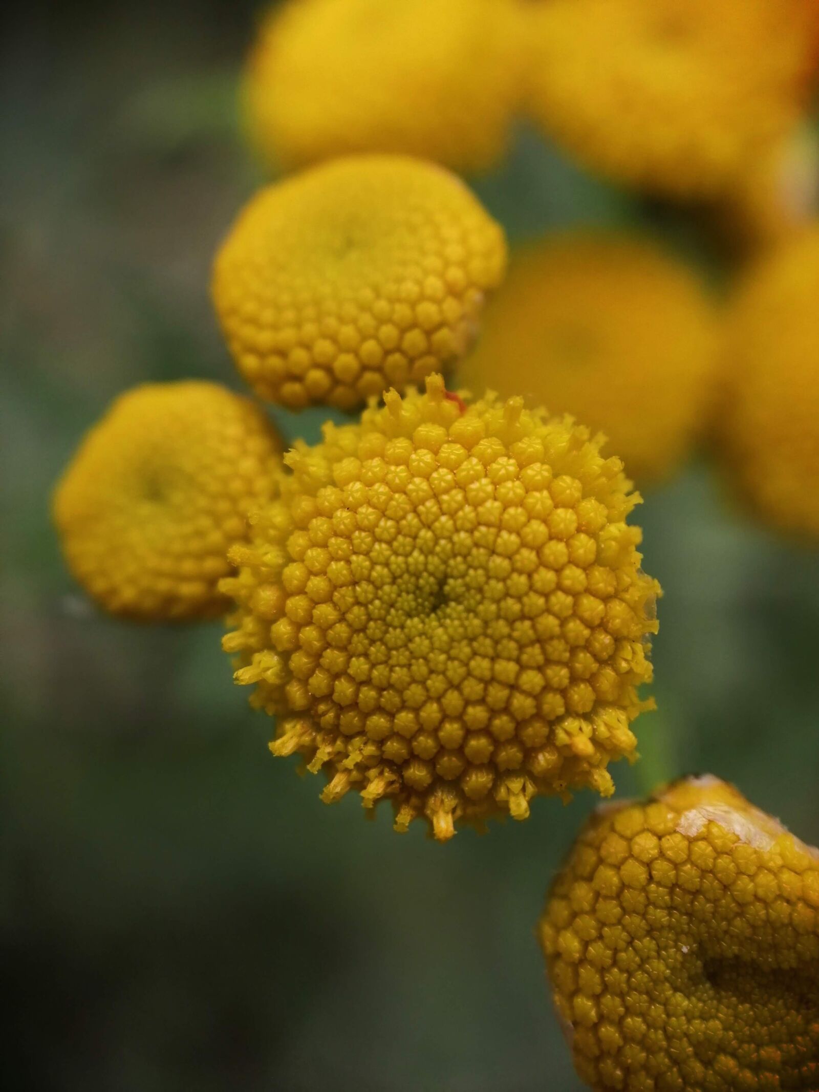 HUAWEI JSN-L21 sample photo. Tanacetum vulgare, tansy, flower photography