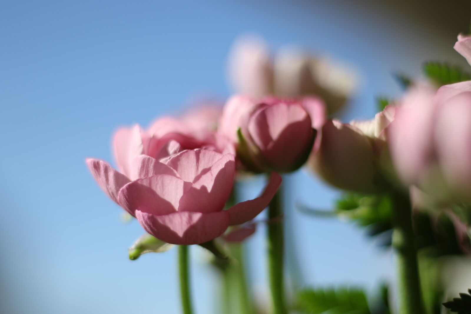 Canon EOS 7D Mark II sample photo. Flower, buttercup, pink photography