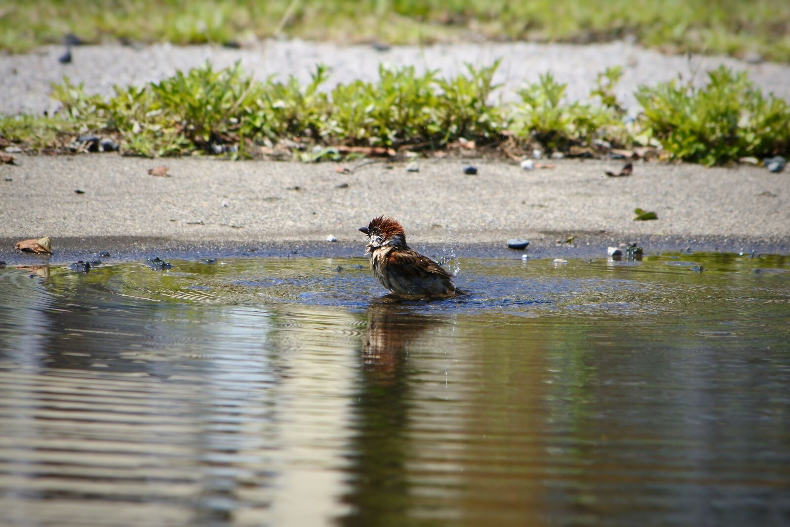 Nikon 1 J5 + VR 55-200mm f/4-5.6G sample photo. Animal, little bird, sparrow photography