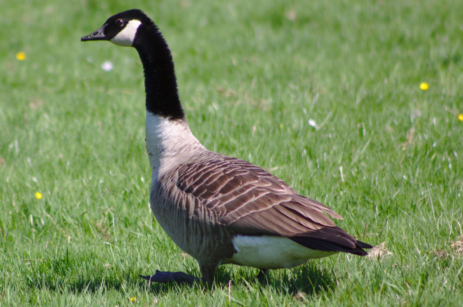 Canon EOS 50D sample photo. Canada goose, branta, canadensis photography