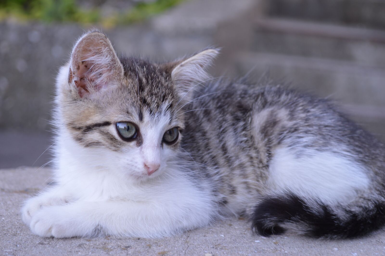 Nikon D3200 sample photo. Cat, kitten, pet photography