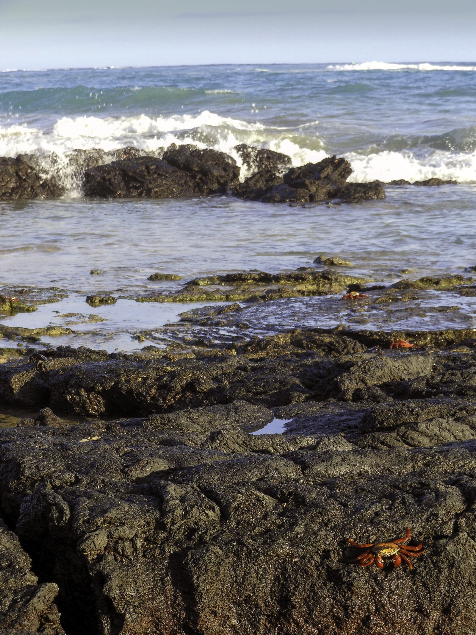 Nikon Coolpix S6100 sample photo. Isabela island, galapagos, crab photography