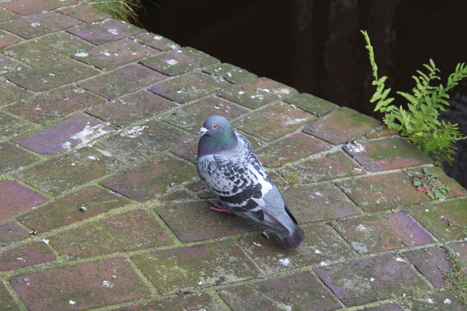 Canon EOS 1300D (EOS Rebel T6 / EOS Kiss X80) sample photo. Dove, bridge, nature photography