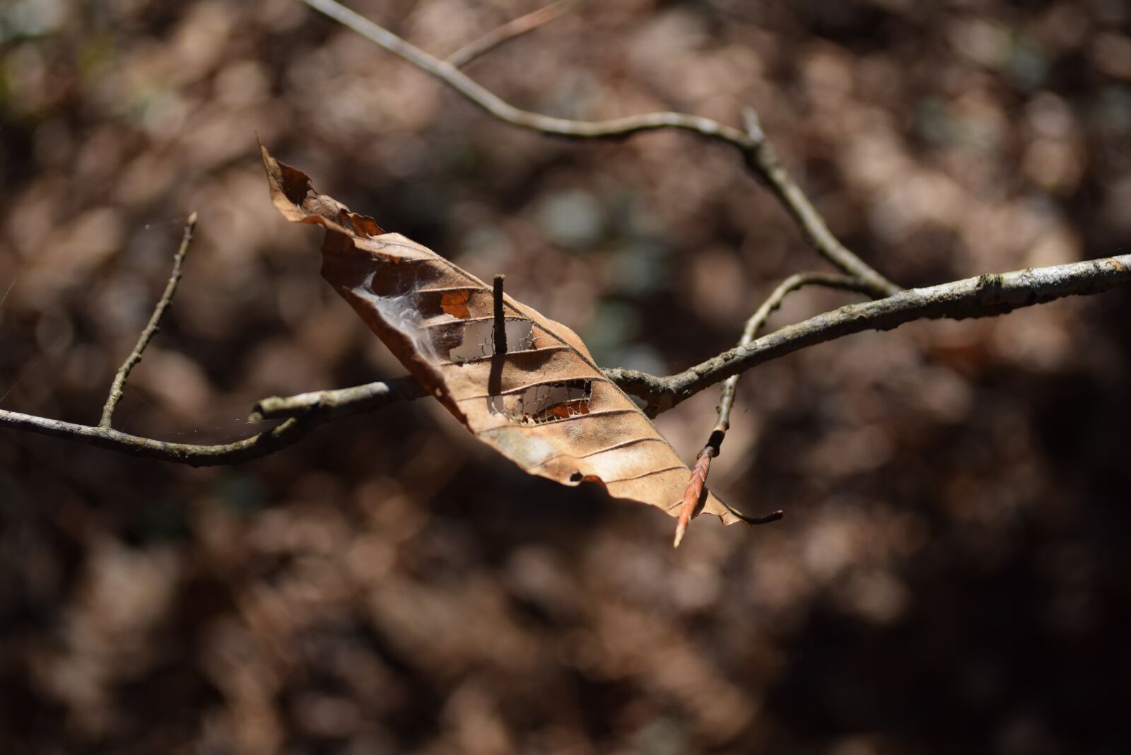 Nikon D5300 sample photo. Leaf, autumn, fall photography