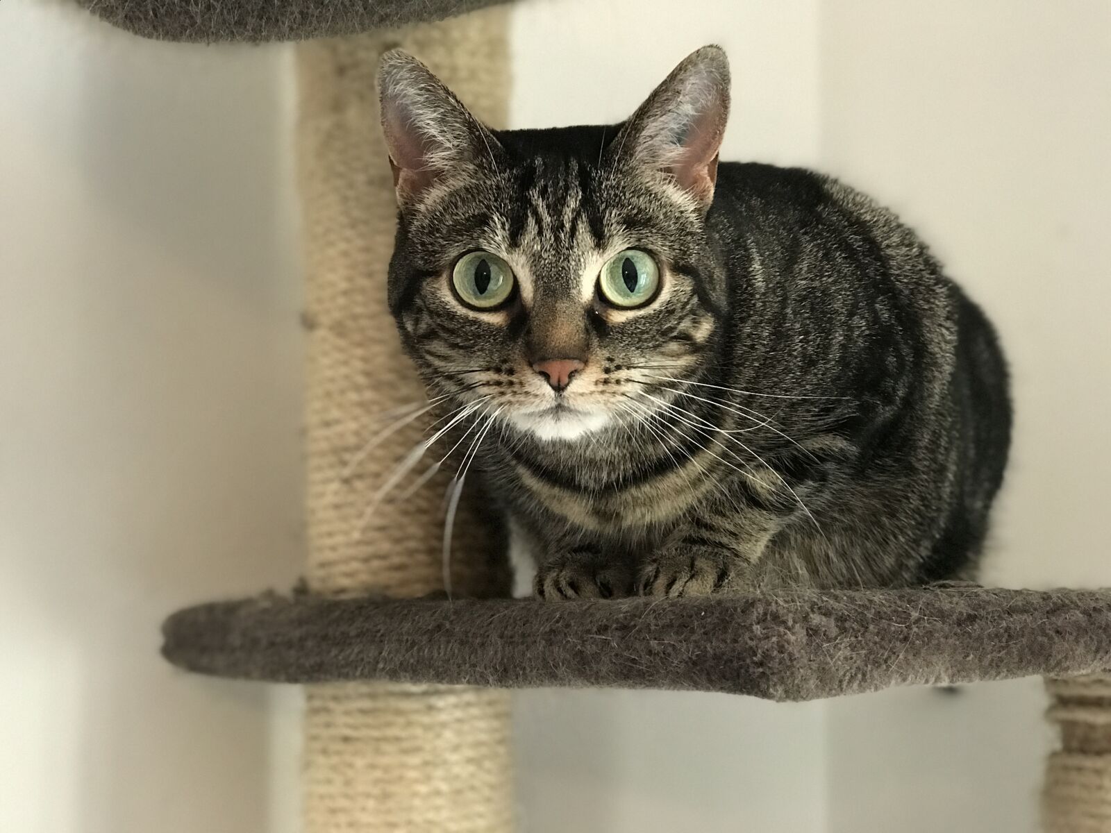 iPhone 7 Plus back dual camera 6.6mm f/2.8 sample photo. Cat, cat tree, animal photography