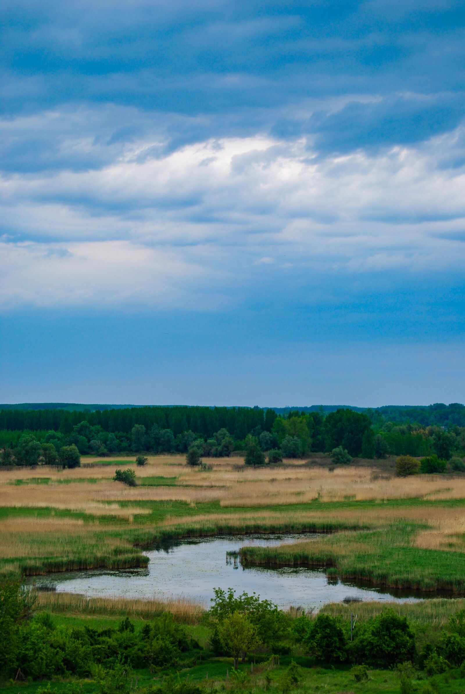 Nikon D60 sample photo. Swamp, sky, nature photography