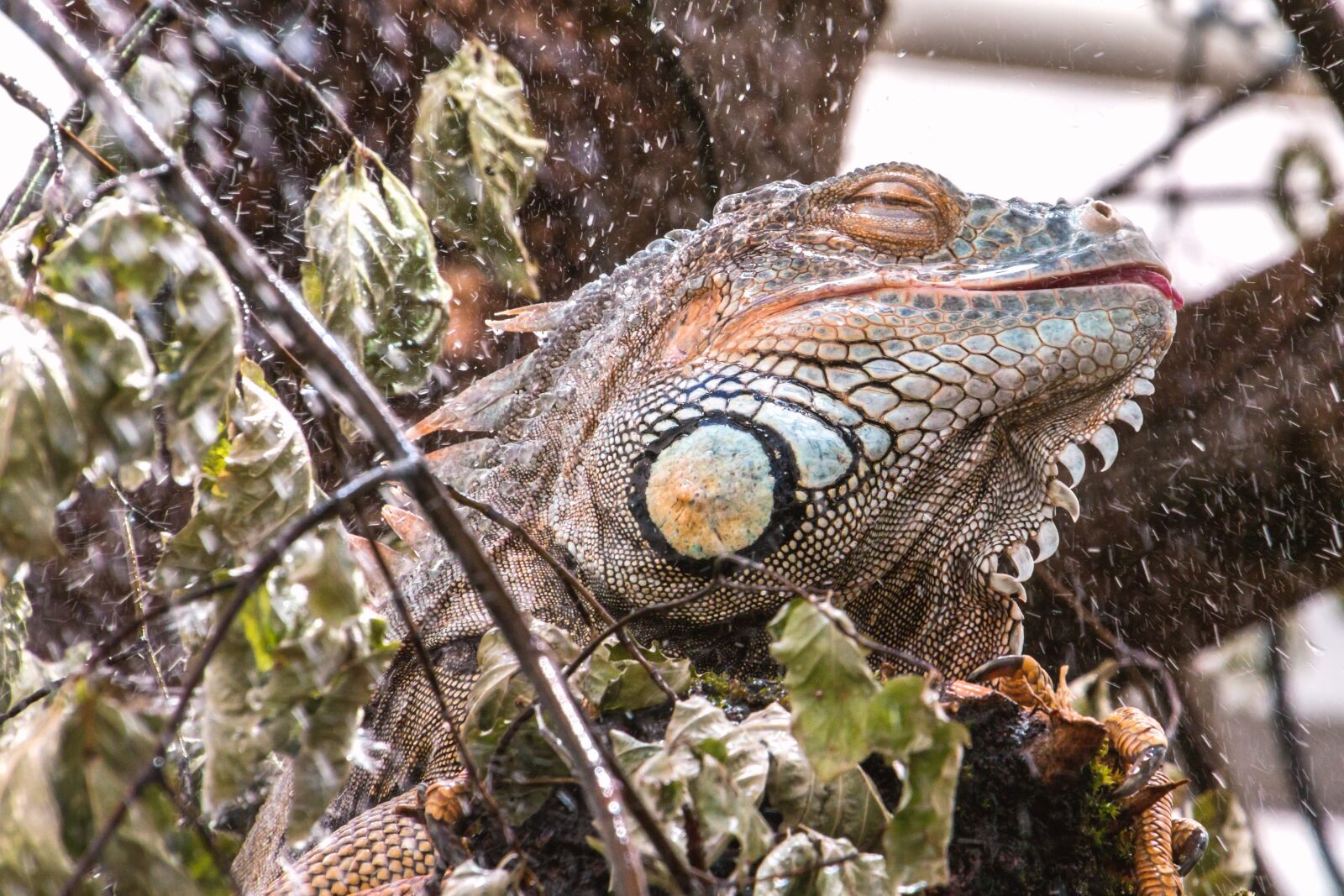Canon EOS 70D sample photo. Lizard, wet, shower photography