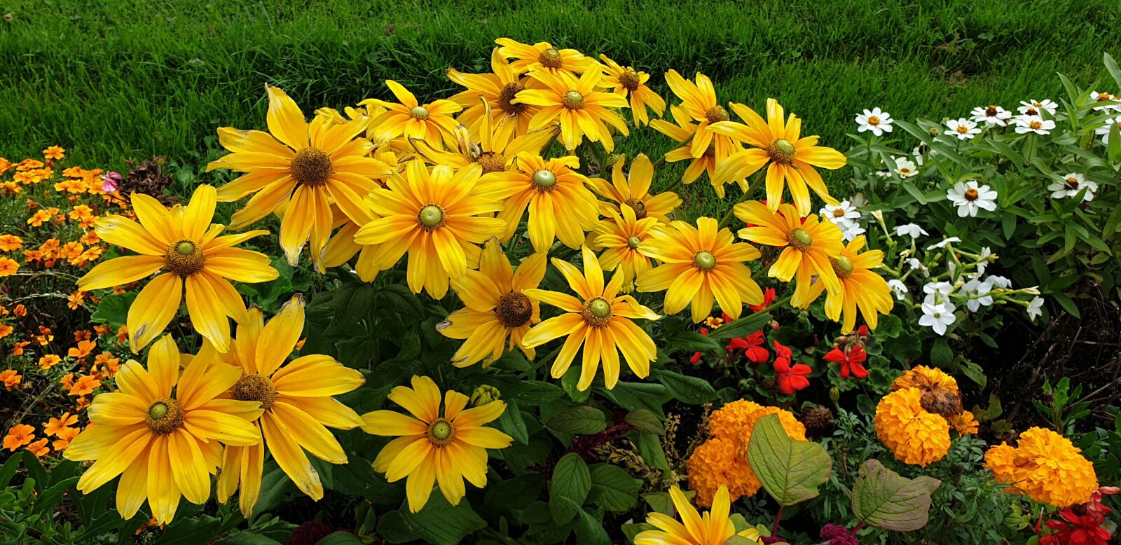 Samsung Galaxy S9 sample photo. Plant, flowers, summer photography