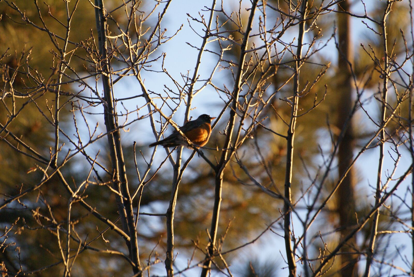 Sony Alpha DSLR-A100 sample photo. Bird, bird in trees photography