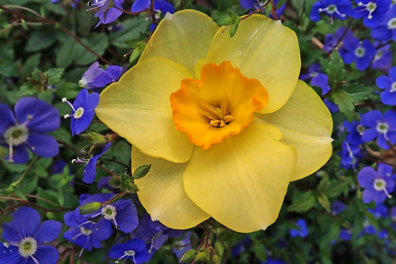 Olympus TG-5 sample photo. Spring, flowers, daffodil photography