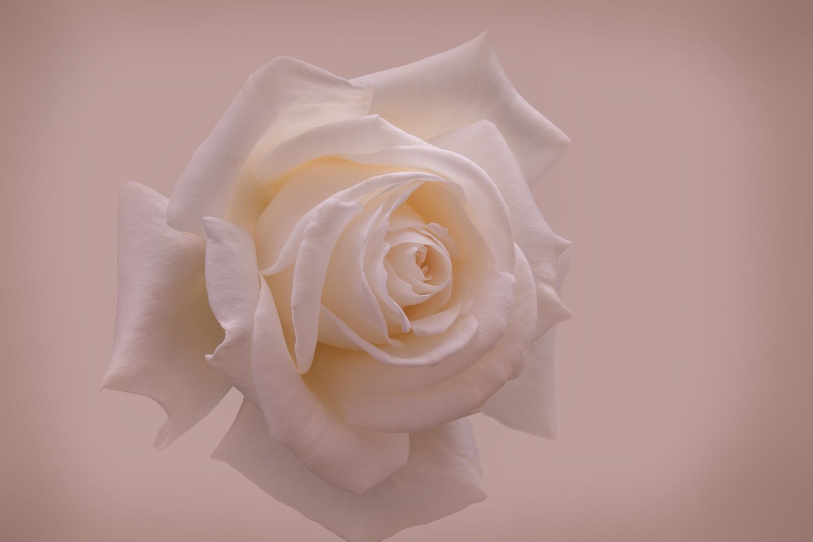 Canon EOS 1100D (EOS Rebel T3 / EOS Kiss X50) sample photo. Rose, white, close up photography