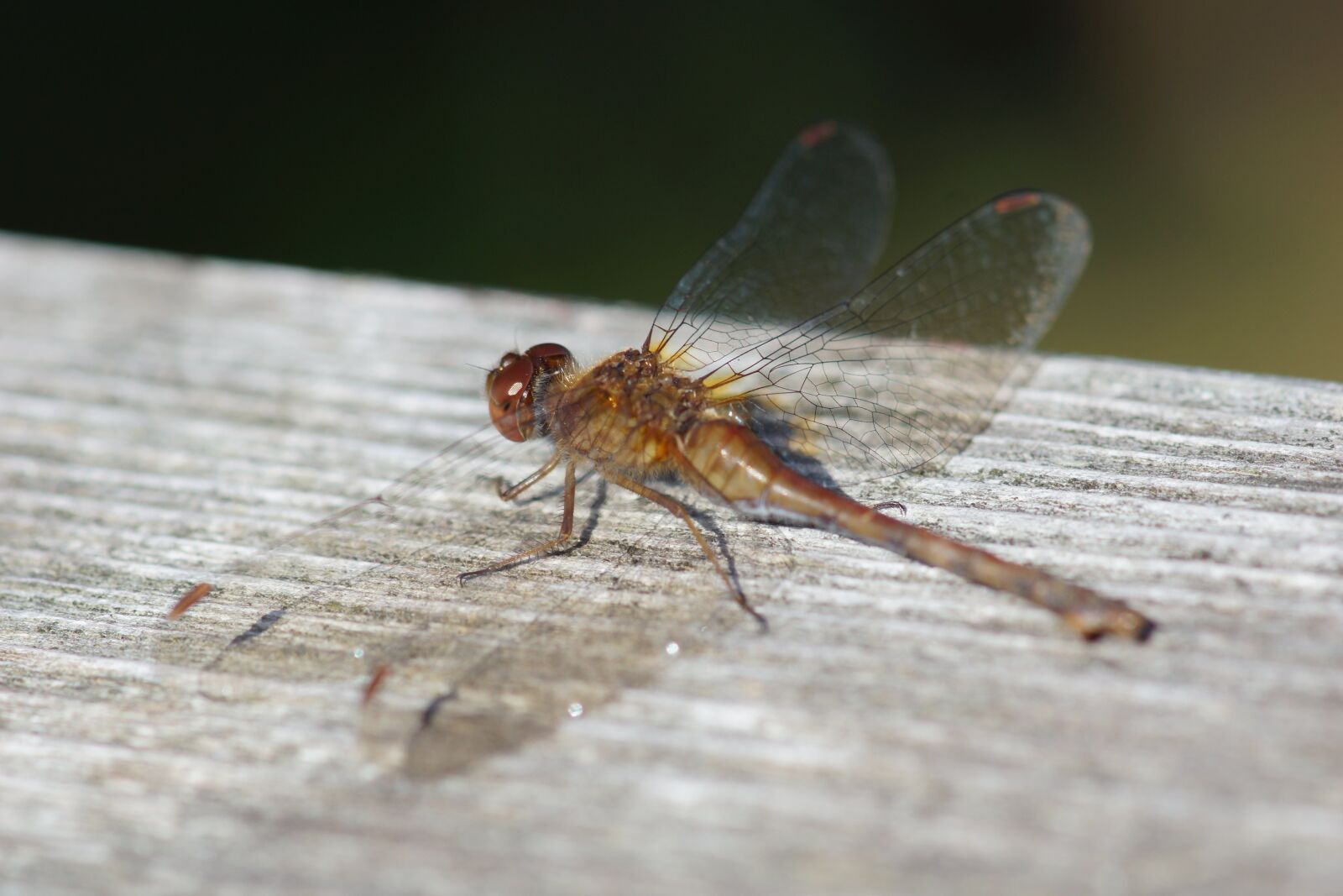 Sony SLT-A77 + Tamron SP AF 90mm F2.8 Di Macro sample photo. Dragonfly, insect, wings photography