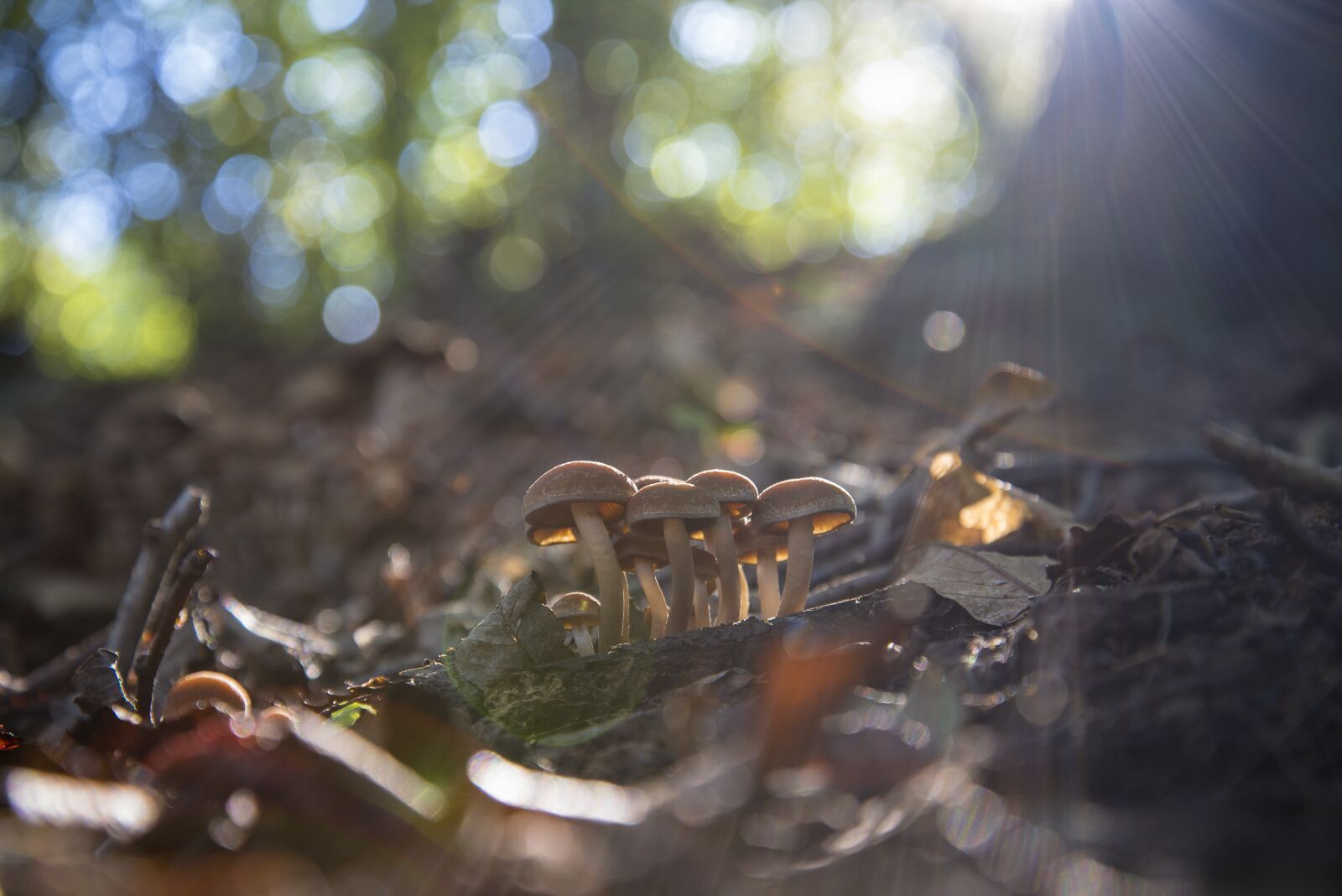 Nikon D600 sample photo. Mushroom, nature, autumn photography