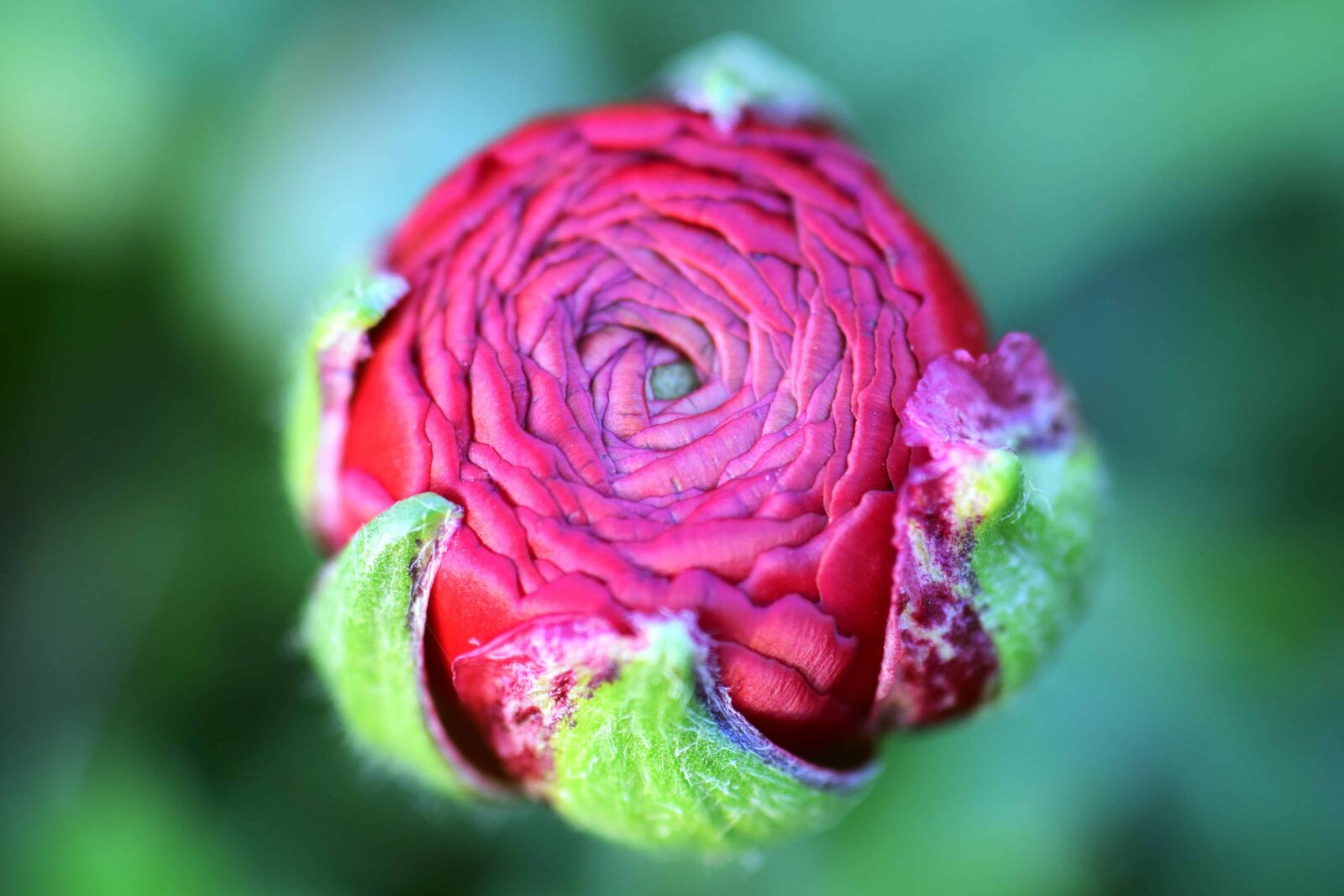 Nikon D3300 sample photo. Garden, leaf, flower bud photography