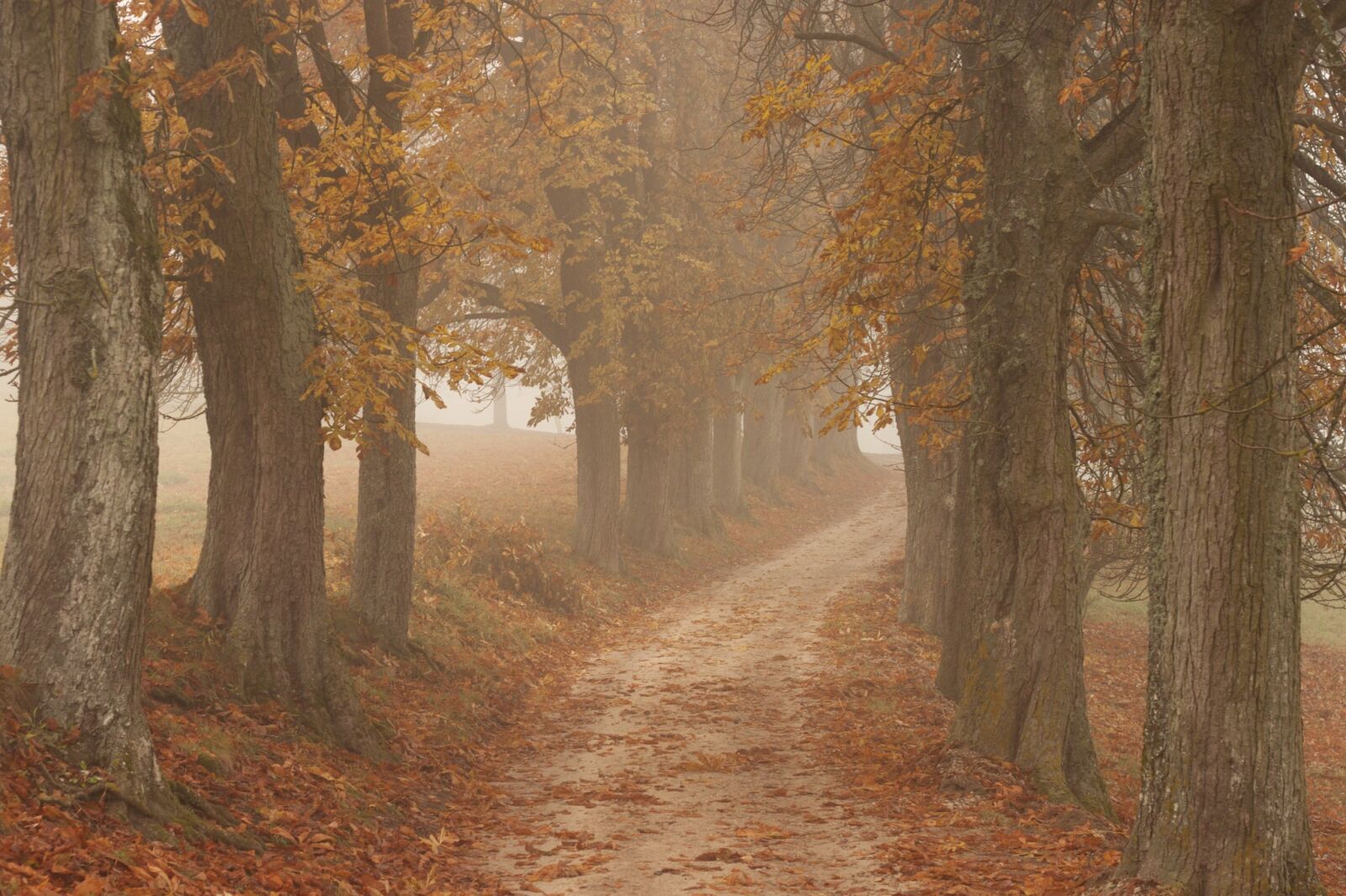 Canon EOS 500D (EOS Rebel T1i / EOS Kiss X3) sample photo. Trees, nature, autumn photography