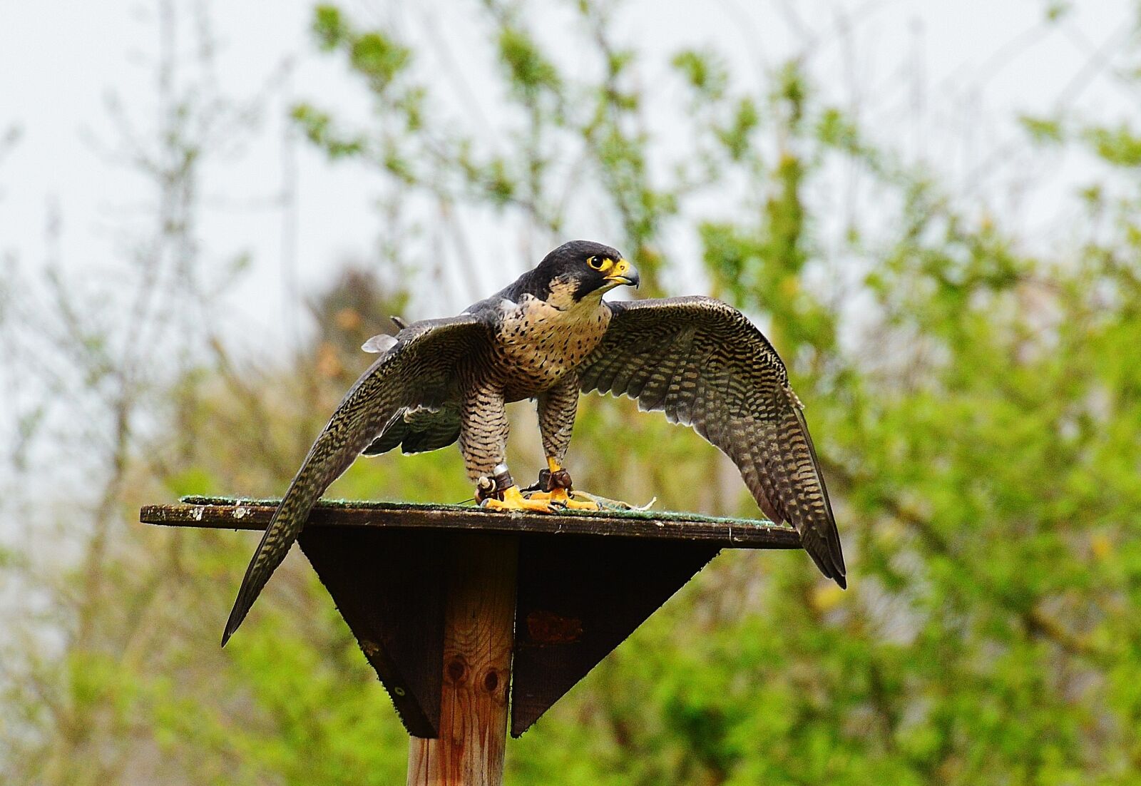 Nikon D3200 sample photo. Falcon, wildpark poing, raptor photography