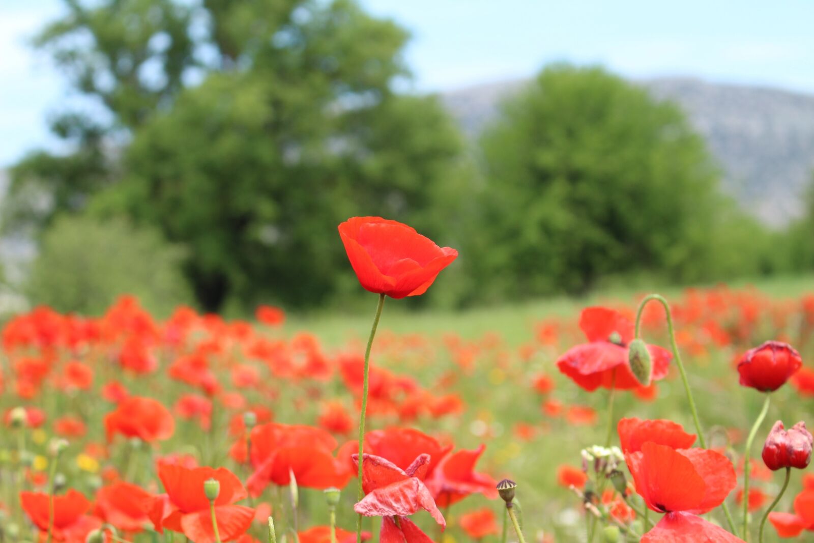 Canon EOS 100D (EOS Rebel SL1 / EOS Kiss X7) sample photo. Poppy, greece, blooming flowers photography