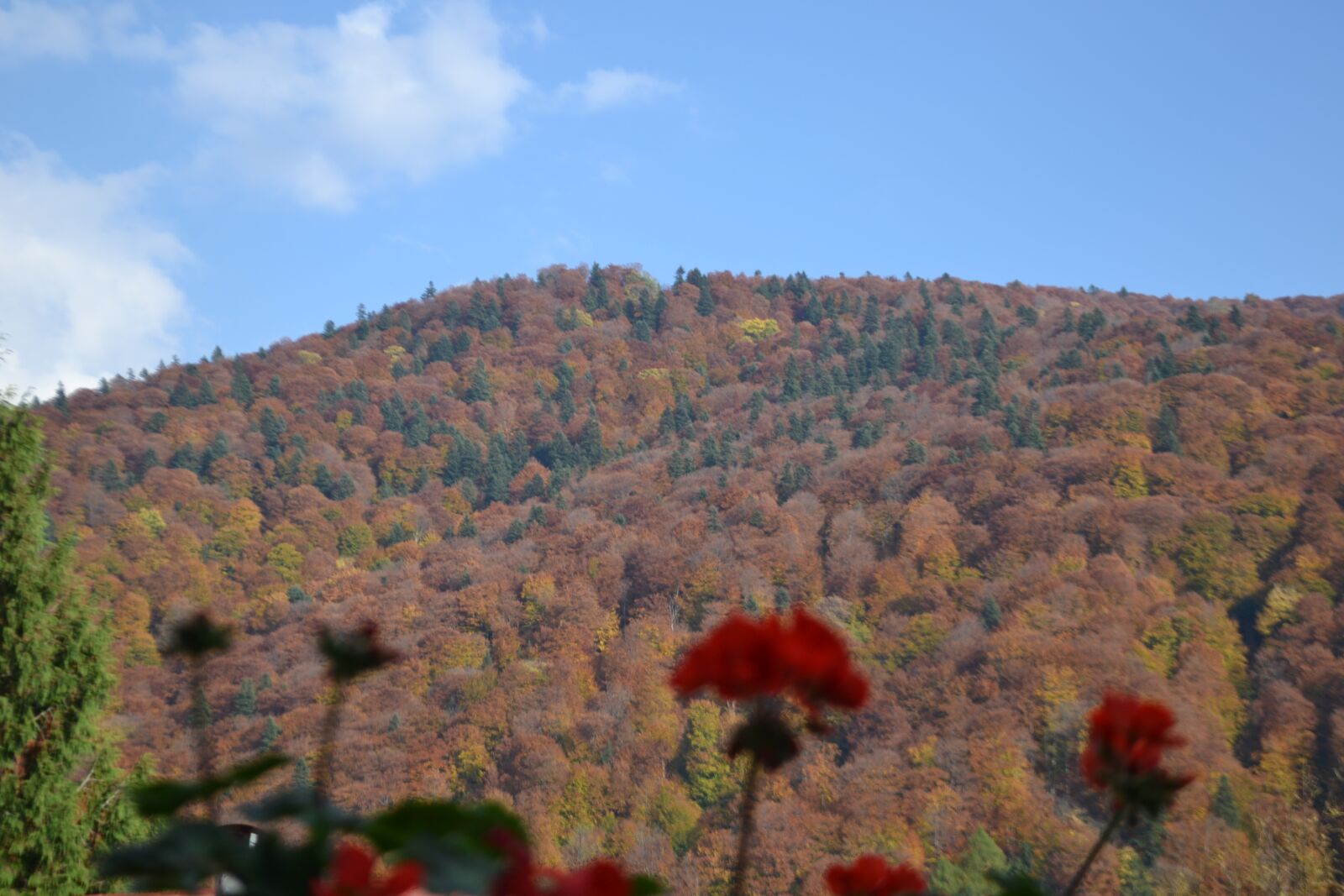 Nikon D3100 sample photo. Flower, hill, landscape photography