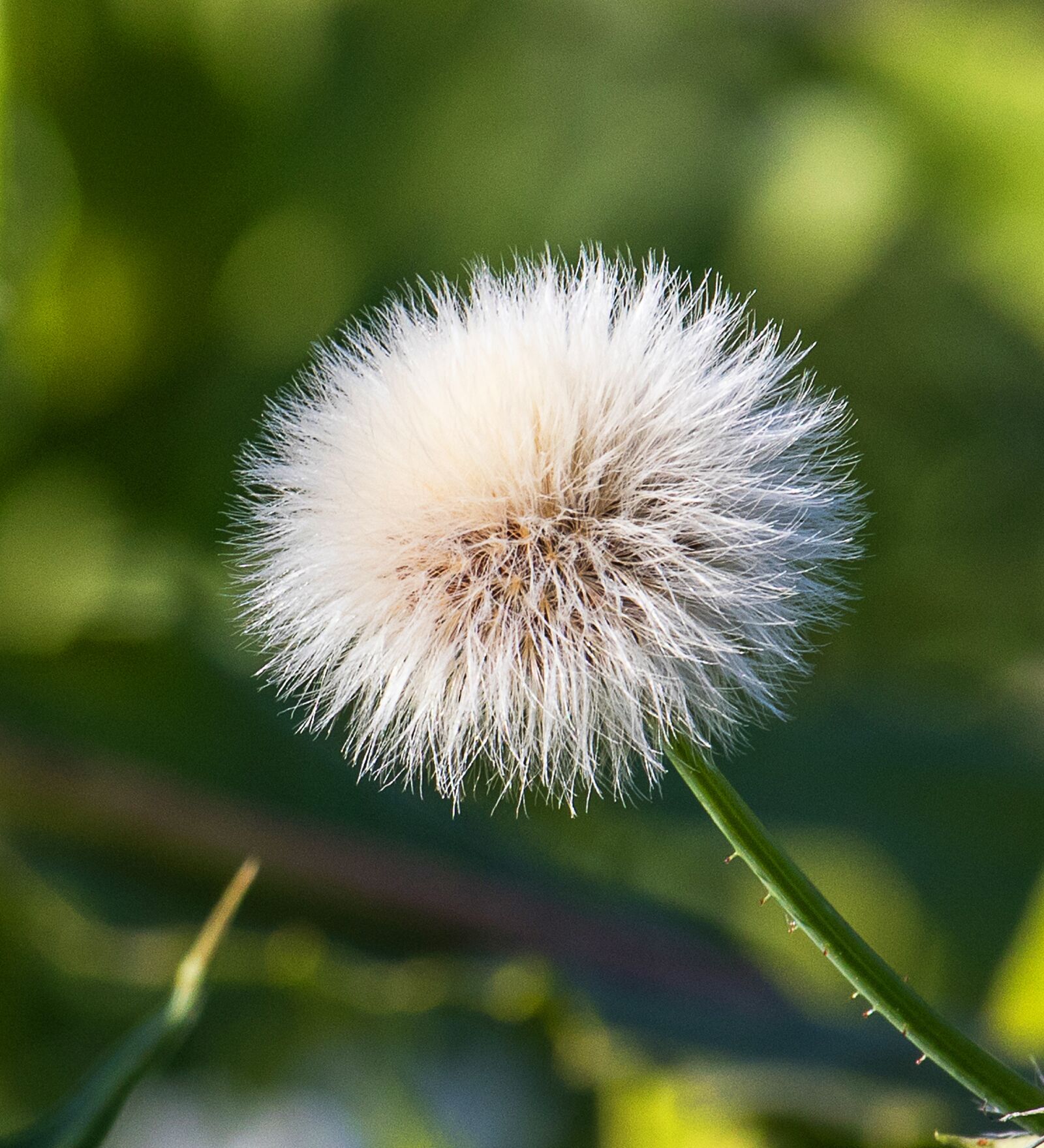 Canon EF-S 55-250mm F4-5.6 IS STM sample photo. Dandelion, plant, flower photography