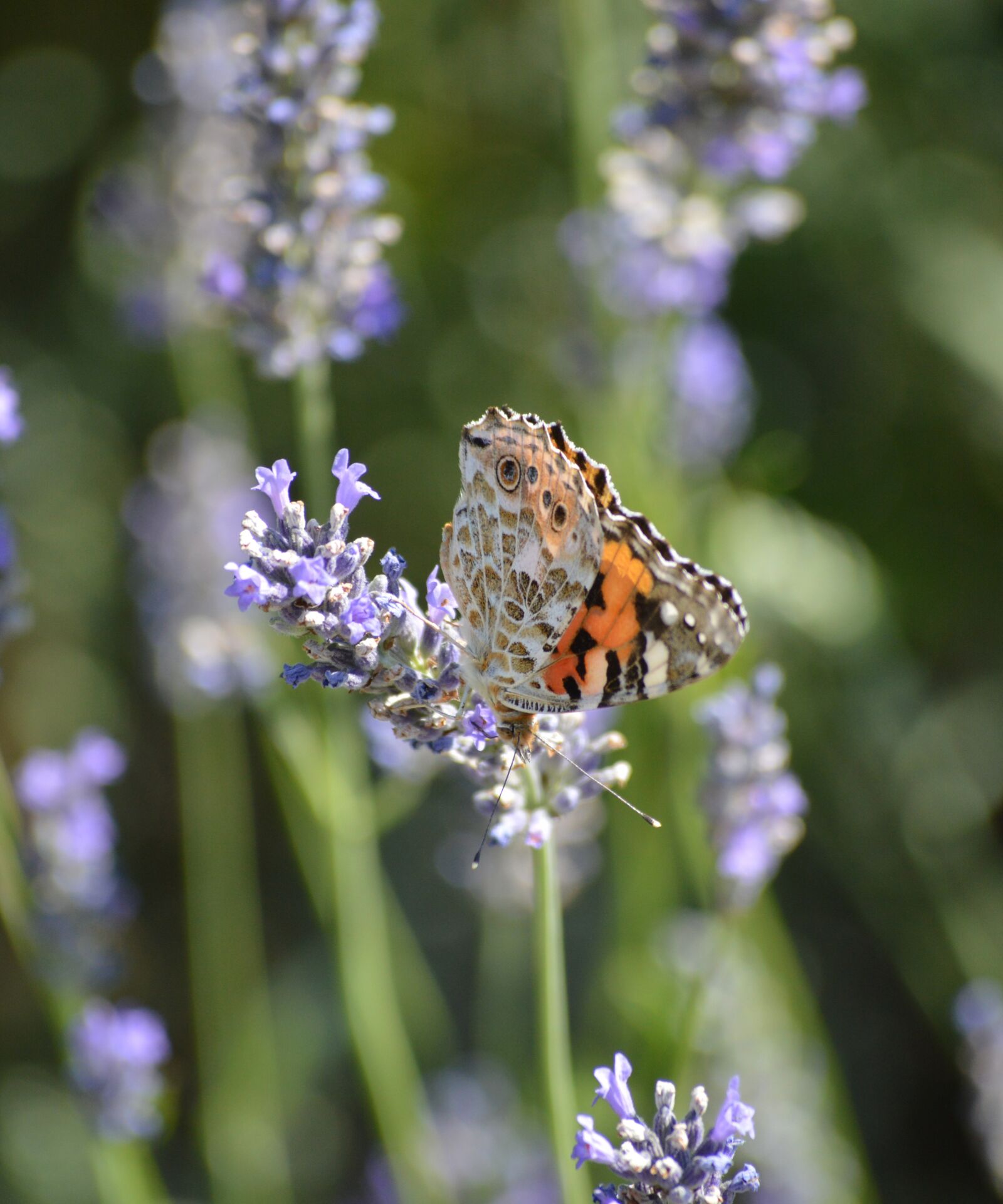 Nikon D3200 sample photo. Sea, croatia, nature photography