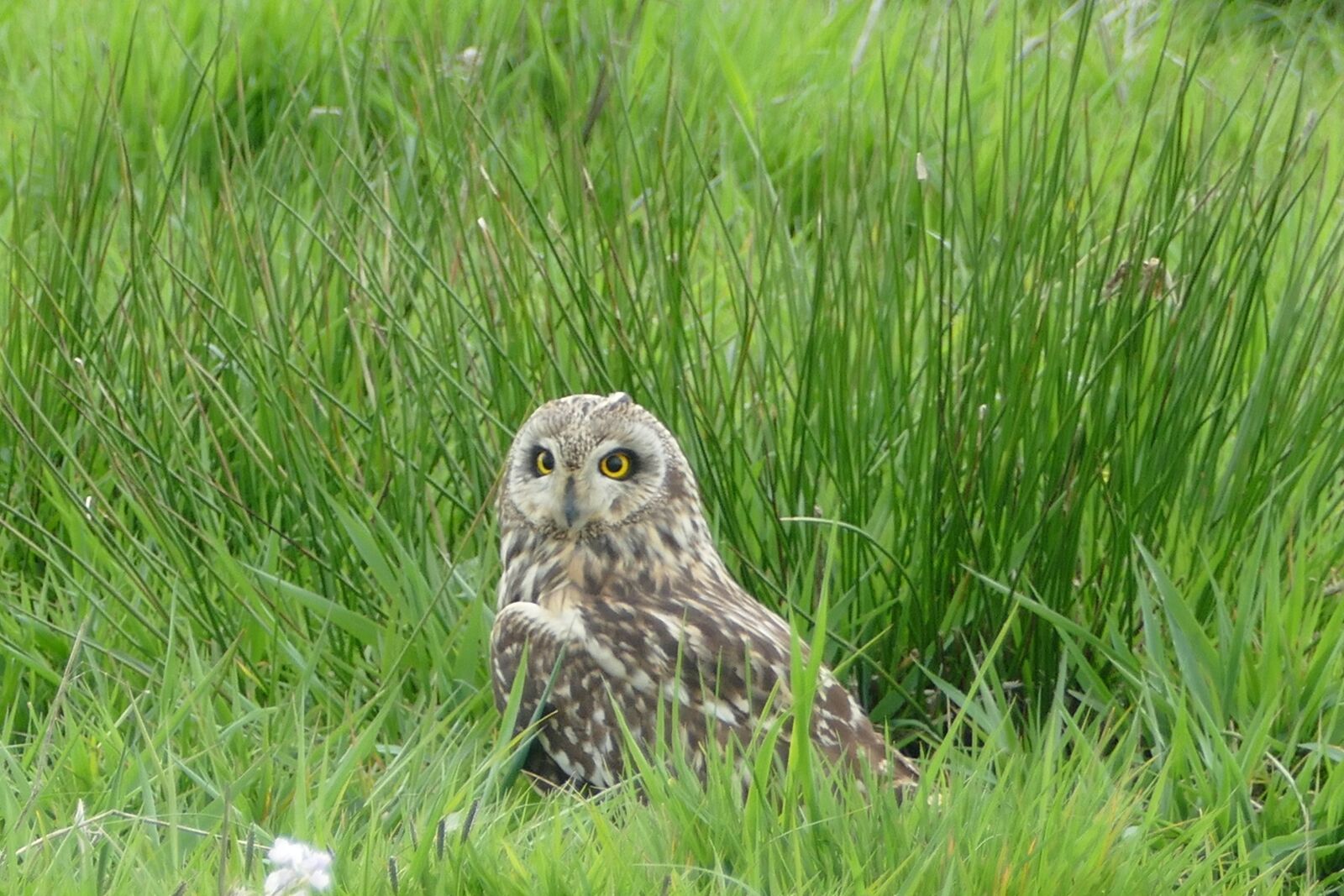 Panasonic Lumix DMC-FZ1000 sample photo. Short-eared owl, owl, rare photography