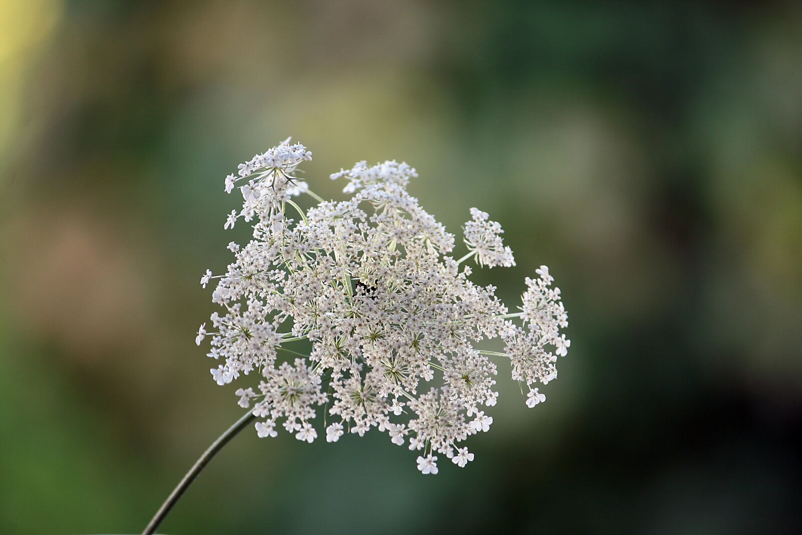 Canon EOS 400D (EOS Digital Rebel XTi / EOS Kiss Digital X) sample photo. Nature, plant, wild carrot photography