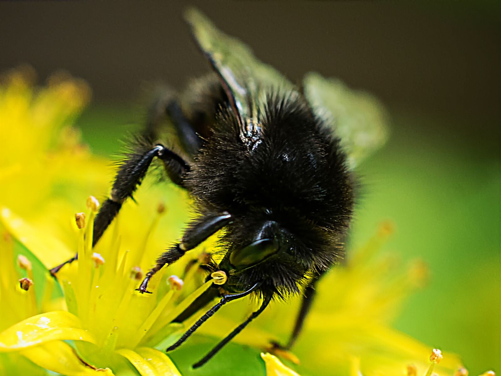 Nikon D3300 sample photo. Hummel, macro, close-up photography photography
