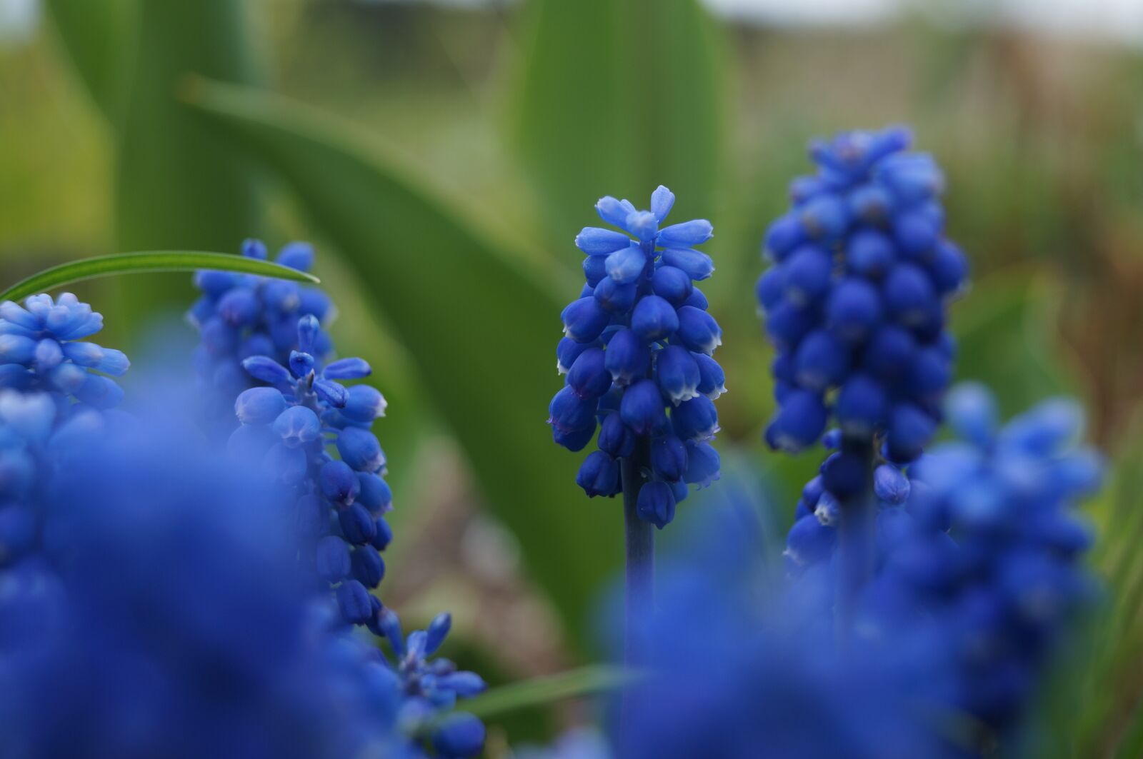 Sony SLT-A57 sample photo. Perlehyacint, flower, blue photography