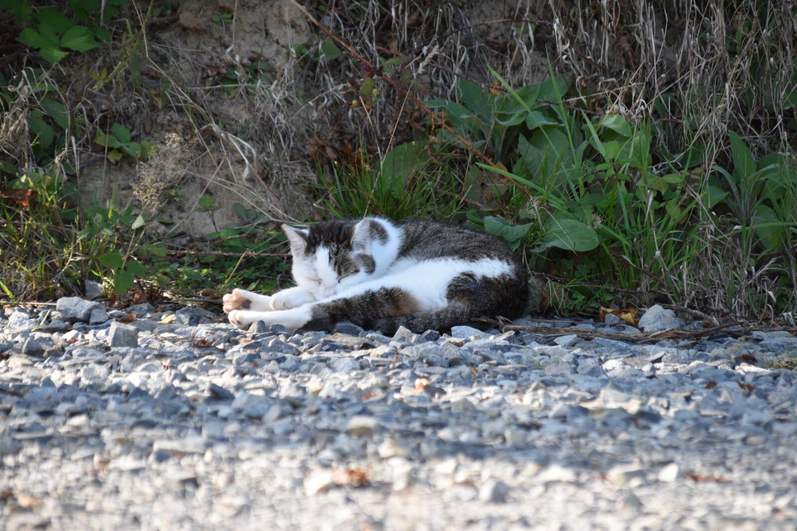 Nikon D5600 sample photo. Cat, feline, cat that photography