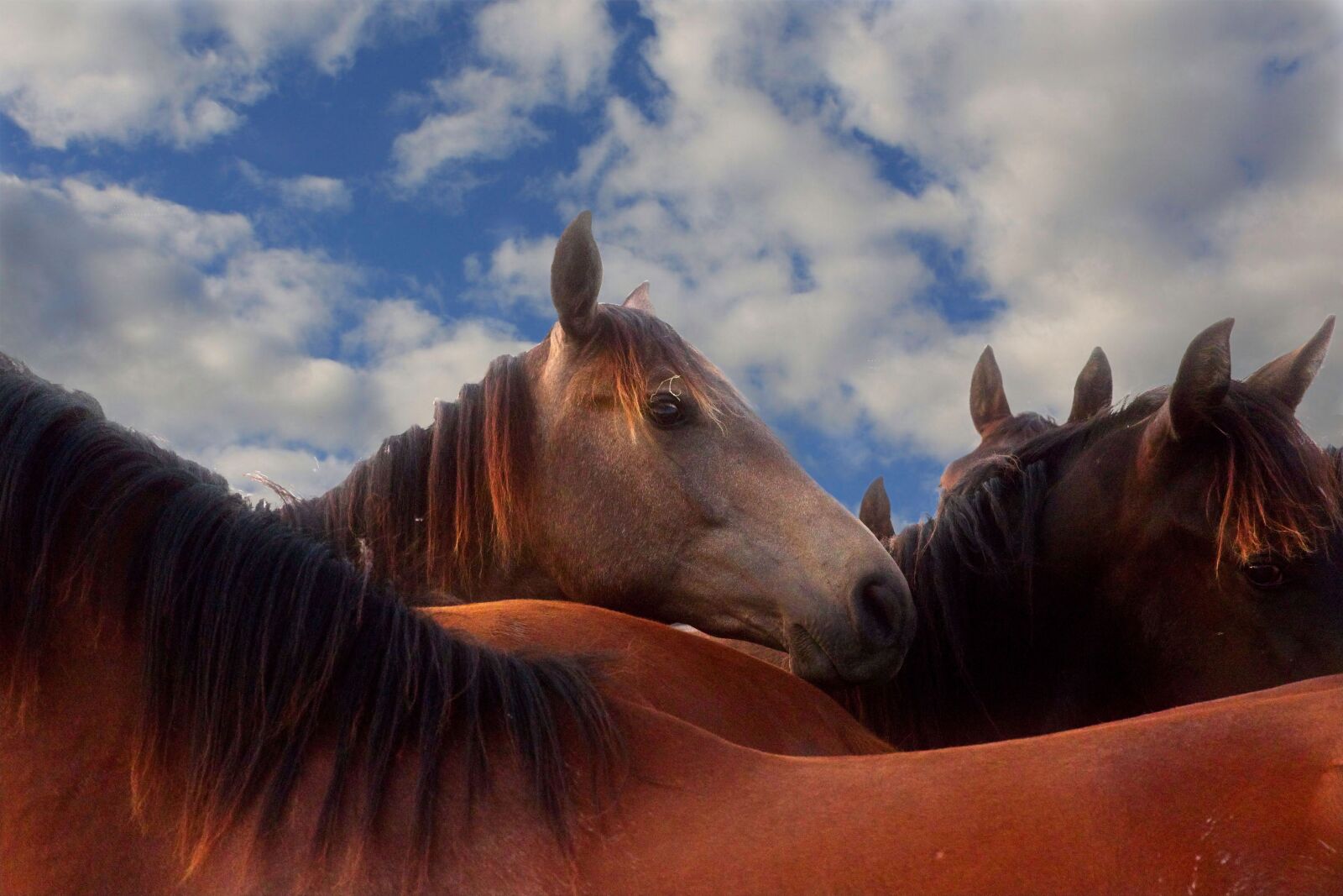 Canon EOS 6D Mark II sample photo. Horses, horse, meadow photography